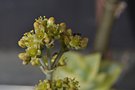 vignette Crassula perfoliata variegata
