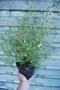 vignette Teucridium parvifolium var. parvifolium / Lamiaceae / Nouvelle-Zélande