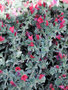 vignette Boraginaceae - Viprine de Crte - Echium creticum