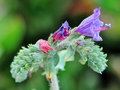 vignette Boraginaceae - Viprine de Crte - Echium creticum