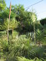 vignette Yucca constricta floraison