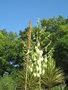 vignette Yucca constricta floraison