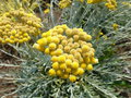 vignette Helichrysum