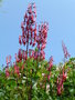 vignette Phygelius capensis - Fuchsia du Cap