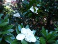 vignette Magnolia Grandiflora exmoth et ses grandes fleurs doubles trs parfumes au 22 07 13