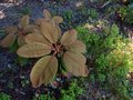 vignette Rhododendron Falconeri ssp Falconeri au 20 07 13