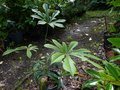 vignette Schefflera Rhododendrifolia (Impressa) au 20 06 13