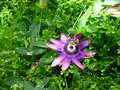vignette Passiflora 'Amethyst' = Passiflora violacea 'Amathyst' - Passiflore