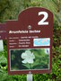 vignette Brunfelsia lactea - Jasmin del monte