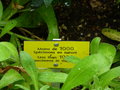 vignette Trochetiopsis melanoxylon