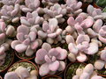 vignette Pachyphytum oviferum