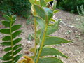 vignette Banksia blechnifolia