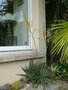vignette Dyckia brachyphylla, mon jardin