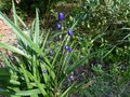 vignette Dianella tasmanica et ses fruits bleus au 26 07 13