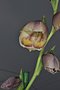 vignette Gladiolus papilio