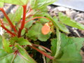 vignette Begonia sutherlandii (dbut de floraison)