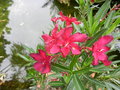 vignette laurier rose (nerium oleander)