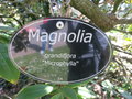 vignette Magnolia grandiflora 'Microphylla'