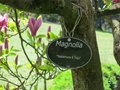 vignette Magnolia 'Toju' = 'Nakamura 5'