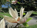 vignette Magnolia x (M acuminata x M soulangeana 'Picture')