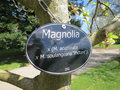 vignette Magnolia x (M acuminata x M soulangeana 'Picture')