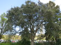 vignette Quercus suber - Chne lige