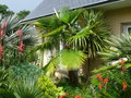 vignette Trachycarpus martianus, mon jardin