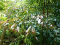 vignette Syzygium paniculatum - Eugenia