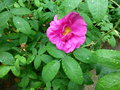 vignette Rosa gallica 'officinalis' = Rosa gallica 'semi-duplex' = Rosa gallica 'plena' - Rose des Apothicaires, Rose de Provins, Red Rose of Lancaster