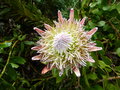 vignette Protea cynaroides - Prote royale