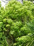 vignette Cinnamomum camphora - Camphrier ou arbre  camphre