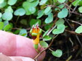 vignette Fuchsia procumbens - Fuchsia rampant