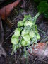 vignette Myosotidium hortensia