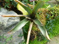 vignette Hohenbergiopsis guatemalensis