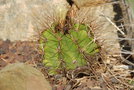 vignette Astrophytum ornatum var. nudum