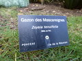 vignette Zoysia tenuifolia - Gazon des Mascareignes