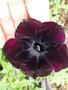 vignette Petunia multiflora 'Black Cherry'