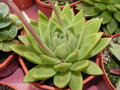 vignette Echeveria agavoides