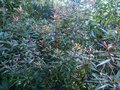vignette Rhododendron Lutescens au trs beau feuillage pourpr au 30 07 13