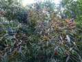 vignette Rhododendron Lutescens au trs beau feuillage pourpr autre vue au 30 07 13