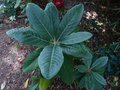 vignette Rhododendron Macabeanum autre vue au 30 07 13