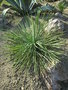 vignette Yucca linearifolia