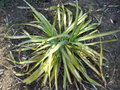 vignette Yucca recurvifolia 'banana split'