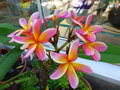 vignette Plumeria 