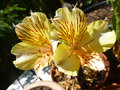 vignette Alstroemeria 'Fabiana'