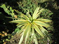 vignette Yucca recurvifolia 'bright star'