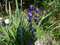 vignette Dianella tasmanica et ses fruits bleus gros plan au 02 08 13