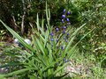 vignette Dianella tasmanica et ses fruits bleus  au 02 08 13