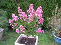 vignette Lagerstroemia hybride Comanche (15/08/2012)