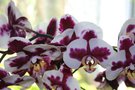 vignette Phalaenopsis Ever Spring Fairy